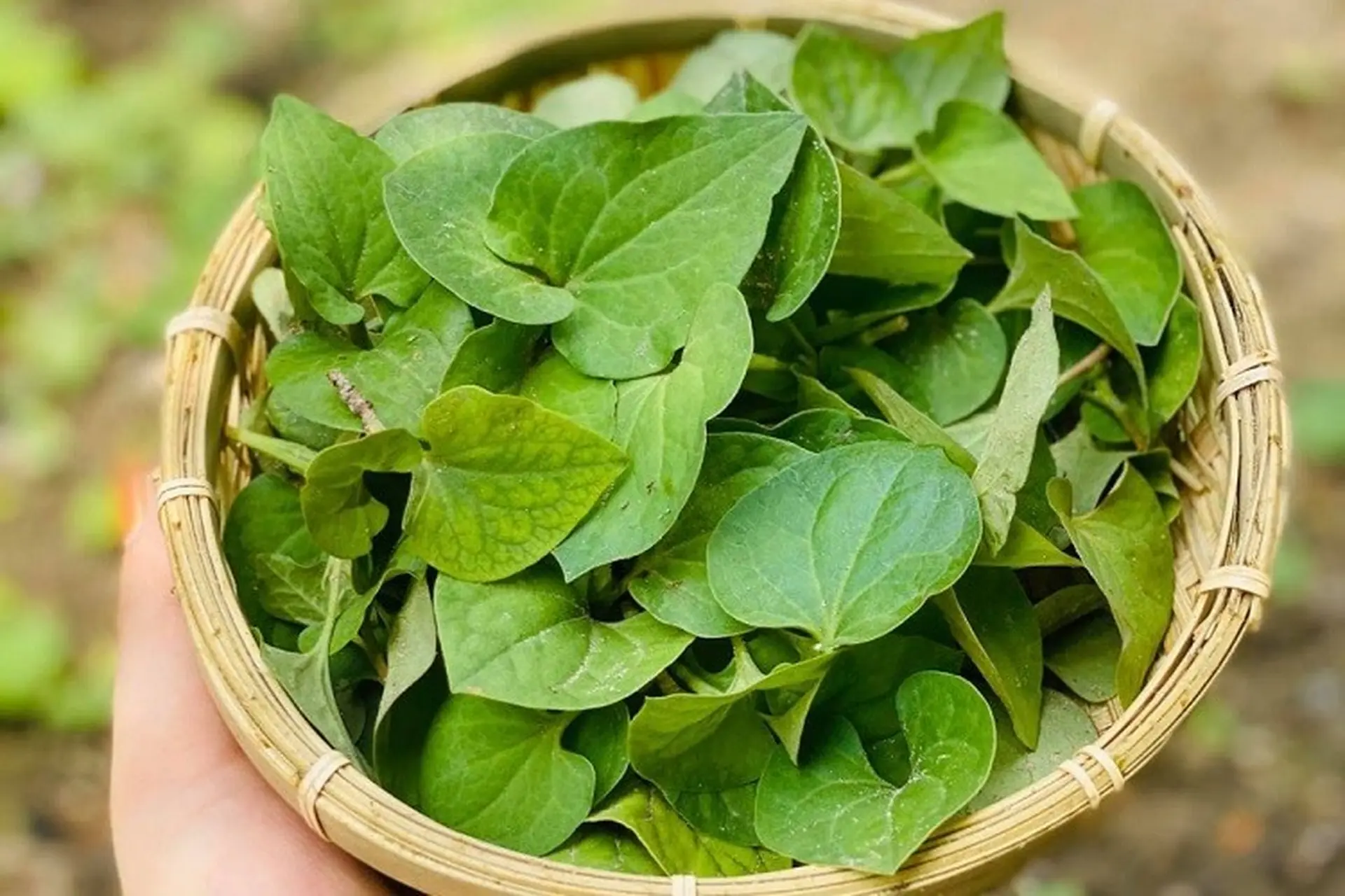 10 tác dụng của rau diếp cá có thể bạn chưa biết